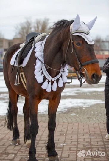 Амуниция для лошади