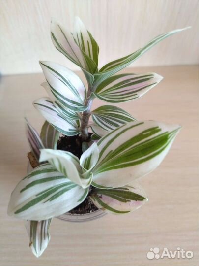 Традесканция