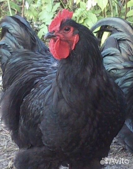 Курицы, Брама, Орпингтон, Джерсийский гигант