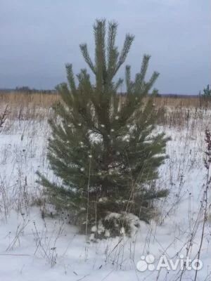 Живая елка оптом и в розницу с доставкой