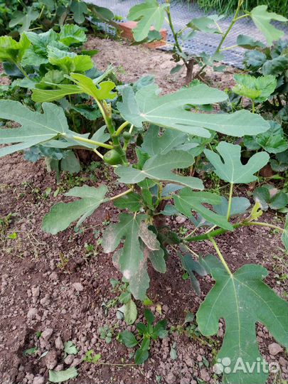 Инжир Гибрид Кадоты