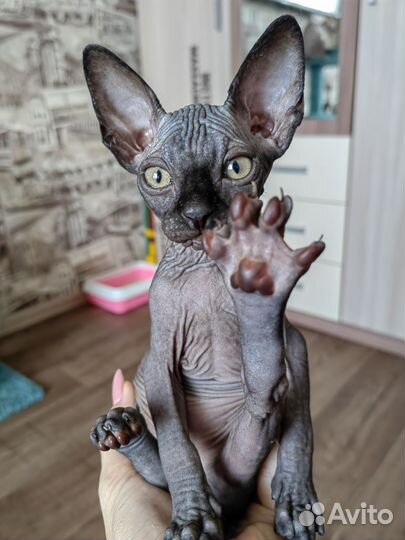 Канадский сфинкс