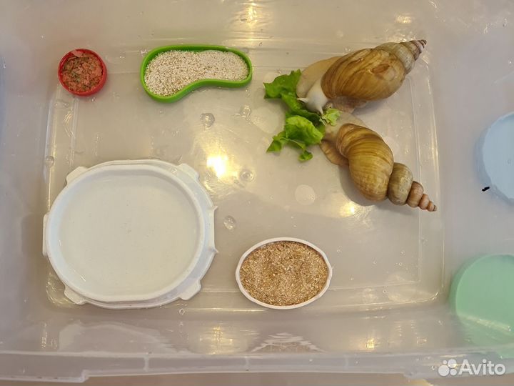 Улитка
