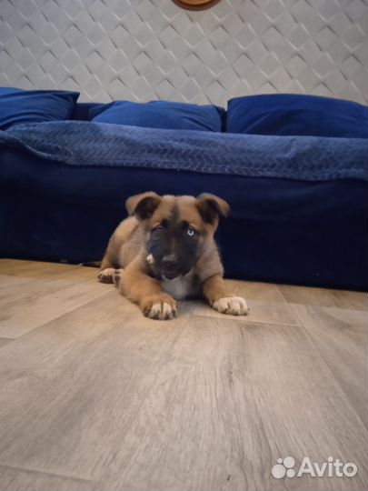 Собака в добрые руки щенок