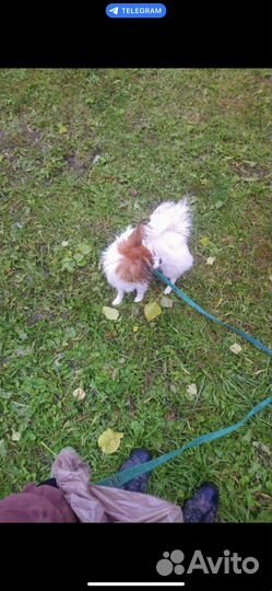 Выгул собак