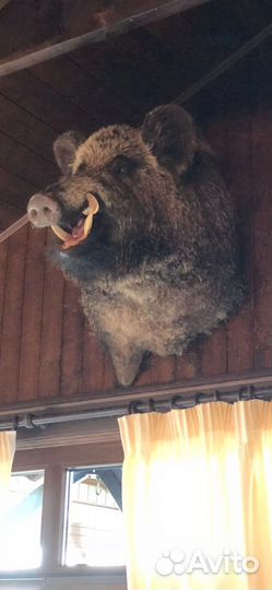 Чучело голова кабана чучело кабан