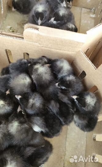 Суточные цыплята