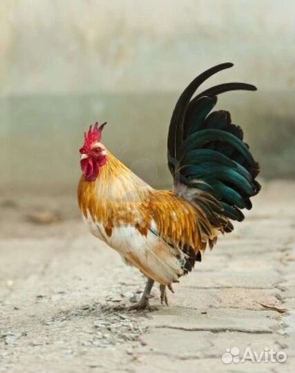 Продам молодых петухов