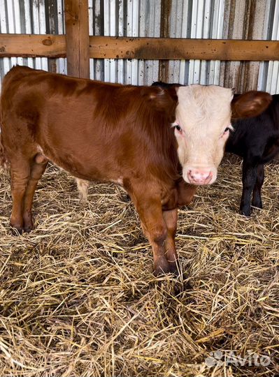 Бычки и телята герефорды