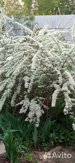 Спирея серая Греф Шейн