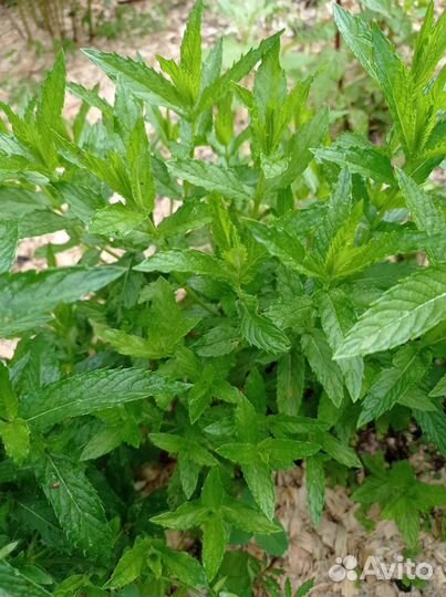 Садовая мята, душица, чабрец, мелисса