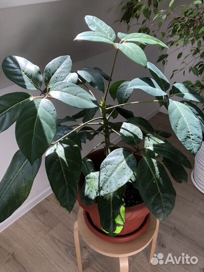 Шефлера, сансевиерия, монстера манки