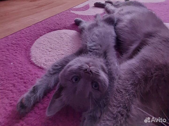 Шотландские вислоухие котята