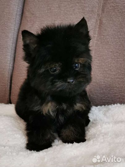 Щенки йорка mini