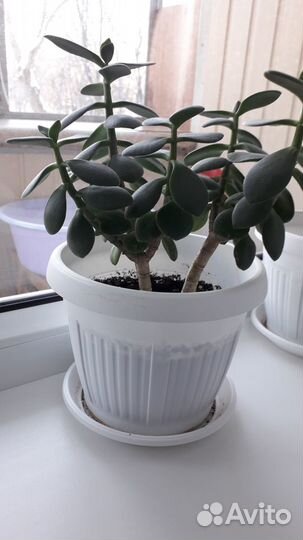 Комнатные растения цветы