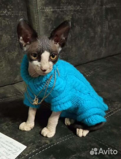 Кофта для сфинкса котенка