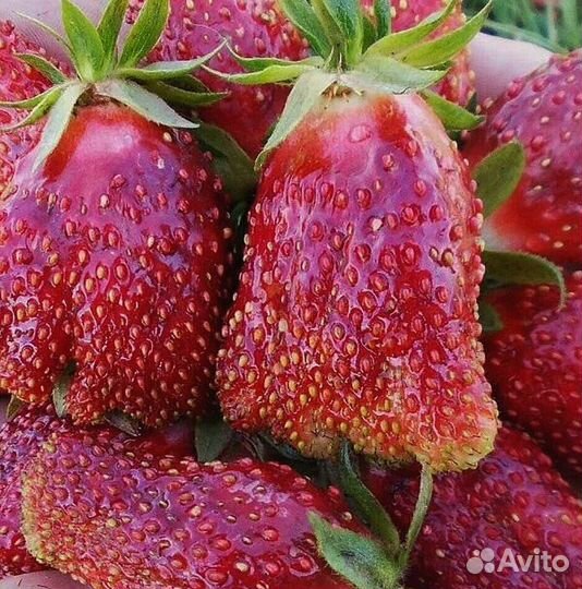 Рассада клубники 