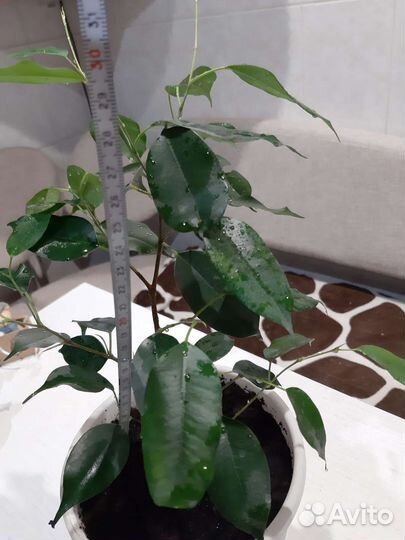 Фикус бенджамина