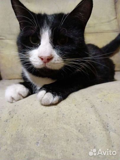 Кошка ищет дом