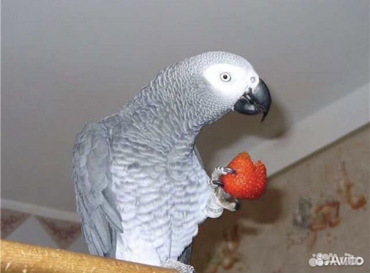 Передержка домашних животных