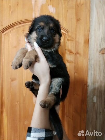 Немецкая овчарка