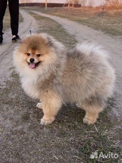 Померанский шпиц вязка кобель