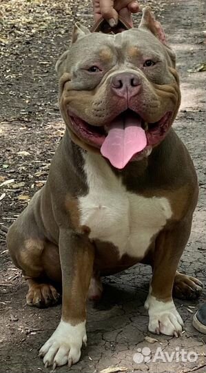 Приглашаем на вязку American Bully