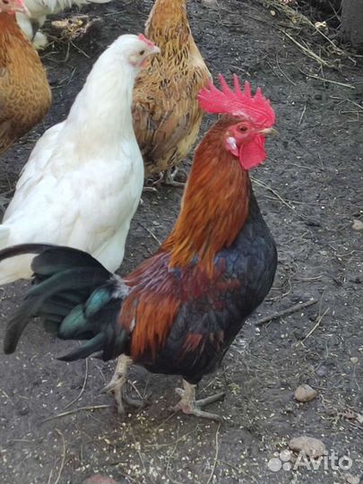 Декоративный петух и 2 курочки семья