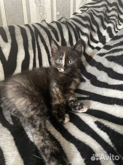 Котята в добрые руки даром