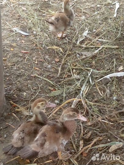 Куры несушки цыплята Утки утята Гуси гусята