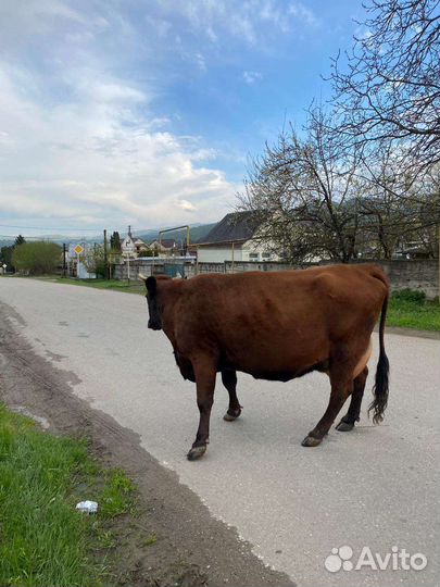 Корова дойная с теленком