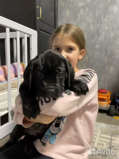 Кане корсо щенки от Мульти Чемпиона