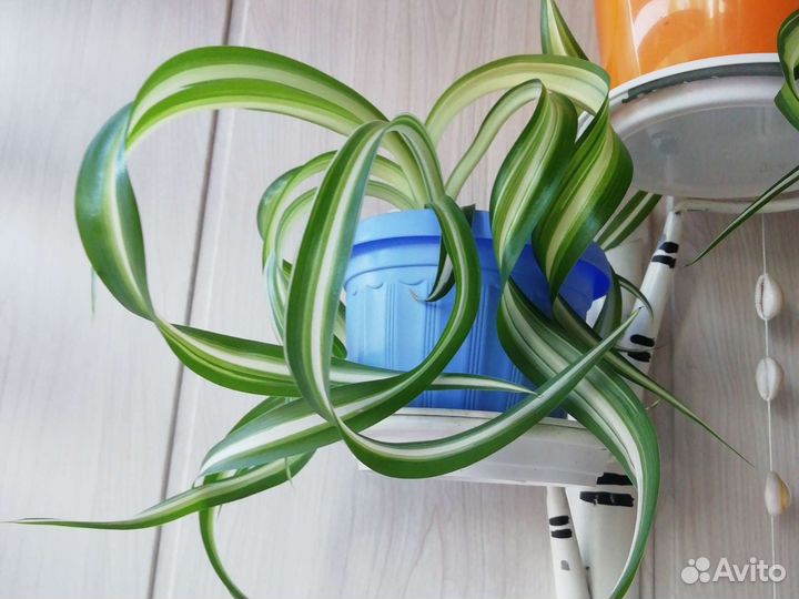 Пеларгония герань