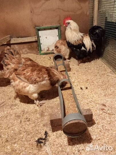 Фавероль лосось