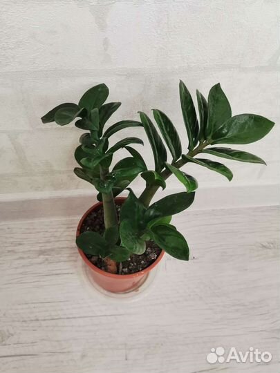 Замиокулькас равен, зензи (женское счастье)