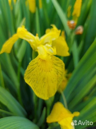 Ирис желтый