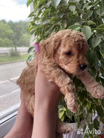 Мальтипу mini