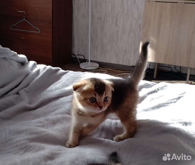 Шотландская