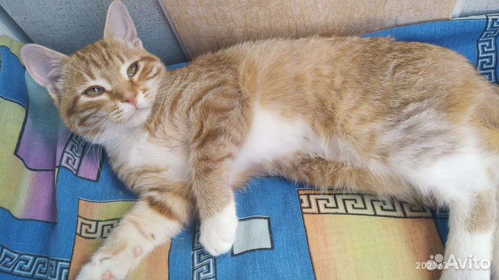 Рыжий котенок в добрые руки