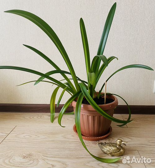 Гиппиаструм