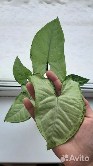 Комнатные растения цветы