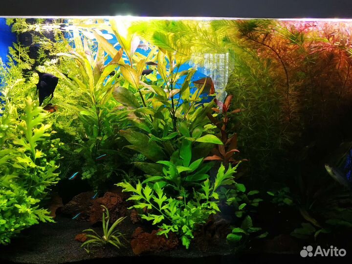 Аквариумные растения