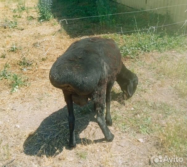 Курдючные бараны овцы