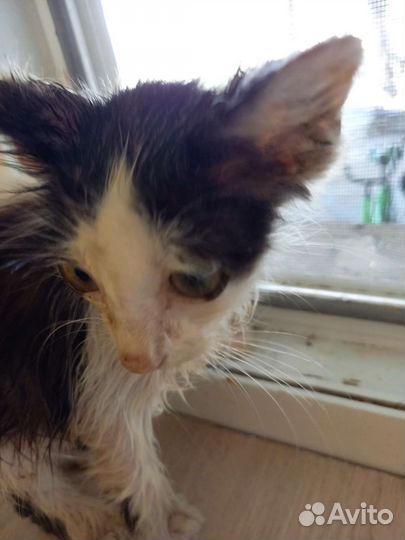 Котенок ищет дом