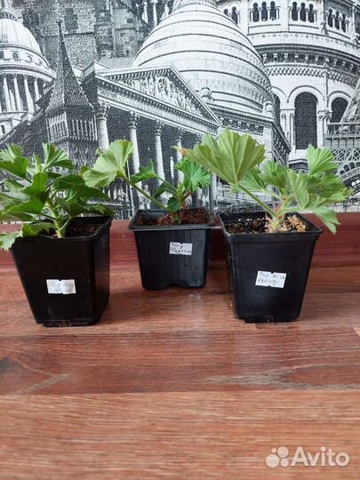 Коллекция королевской пеларгонии