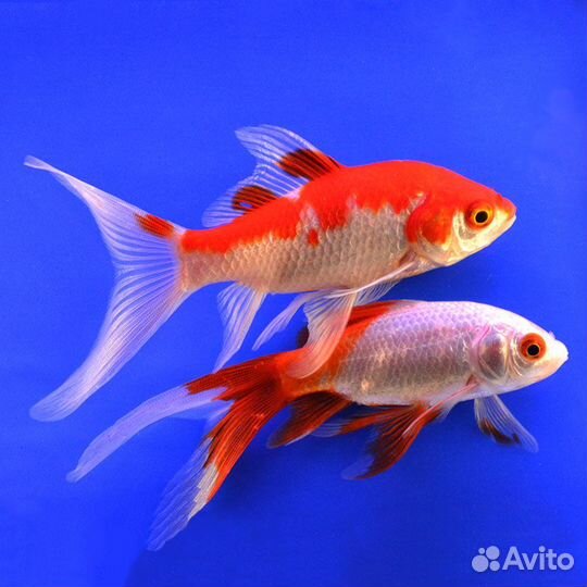 Золотая рыбка Комета красная