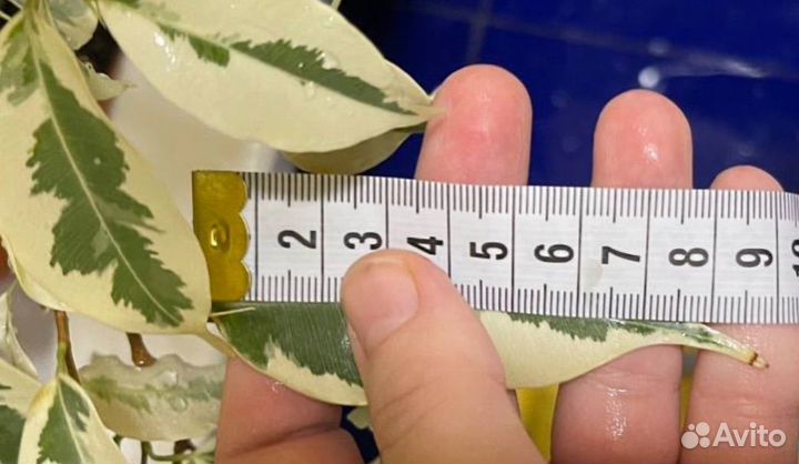 Фикус де Гантель Бенджамина