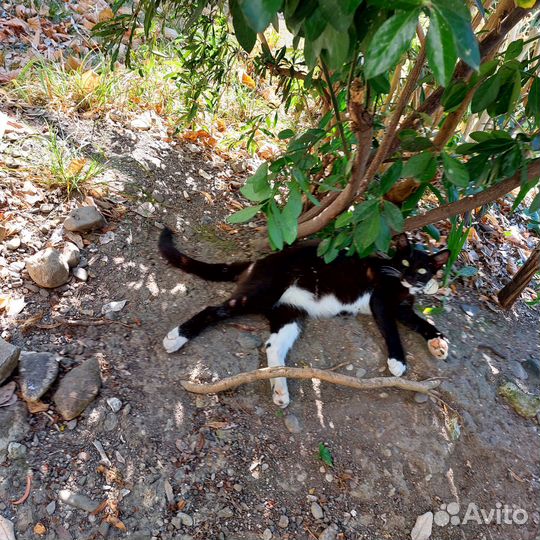 Котята черныши