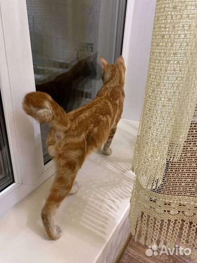 Отдам бесплатно кота