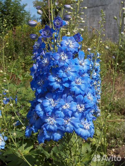 Дельфиниум. Семена